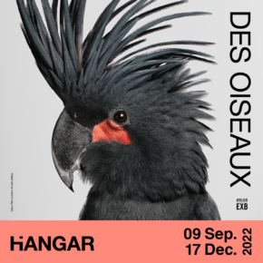 'Les oiseaux ' @ Hangar -->17/12